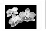 Close-up of white Orchids by Assaf Frank